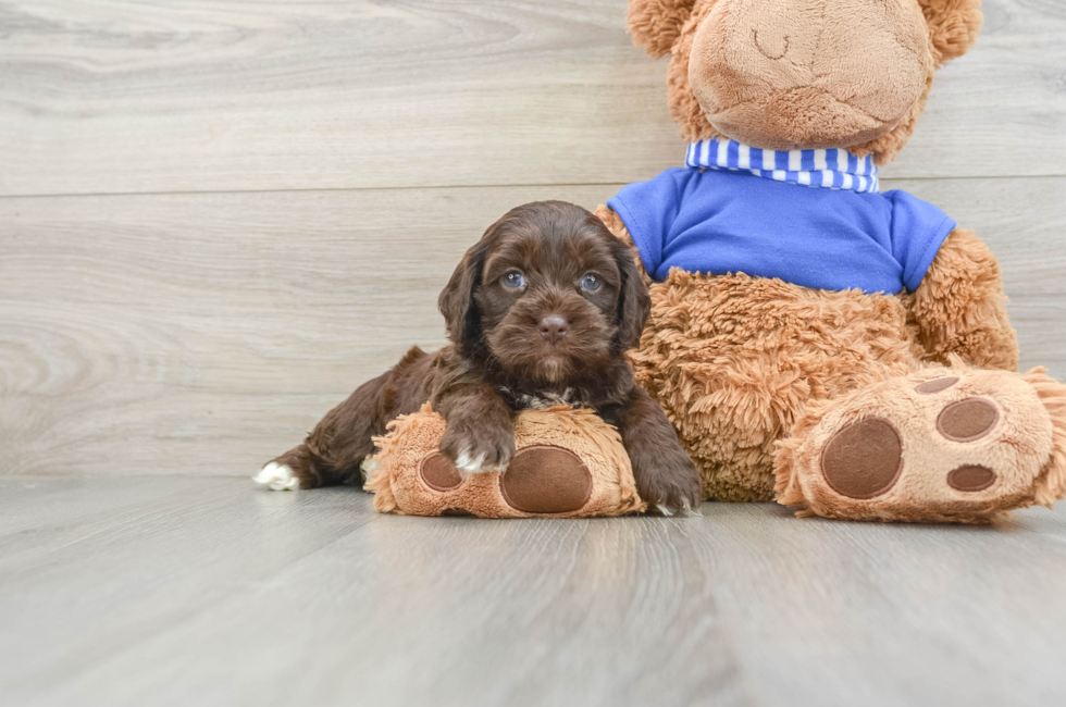 5 week old Cockapoo Puppy For Sale - Premier Pups