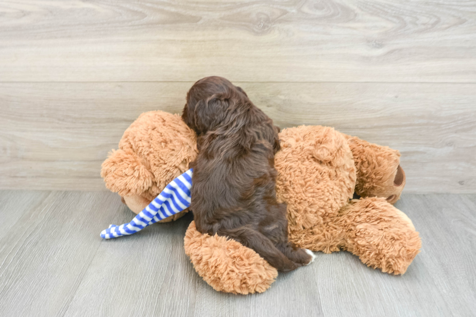 Cockapoo Pup Being Cute