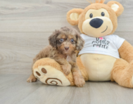 7 week old Cockapoo Puppy For Sale - Premier Pups