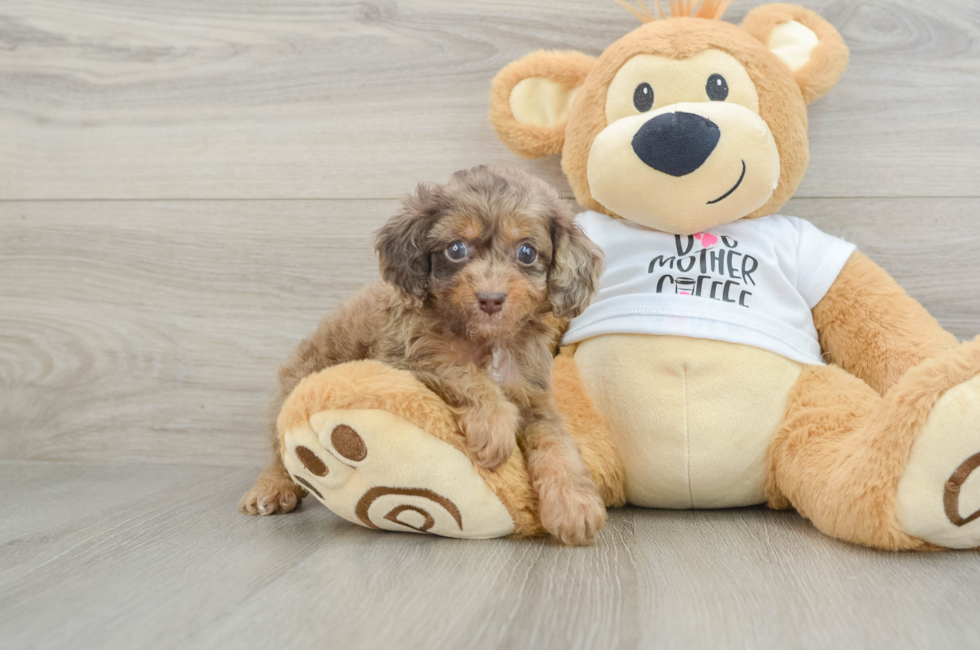 5 week old Cockapoo Puppy For Sale - Premier Pups