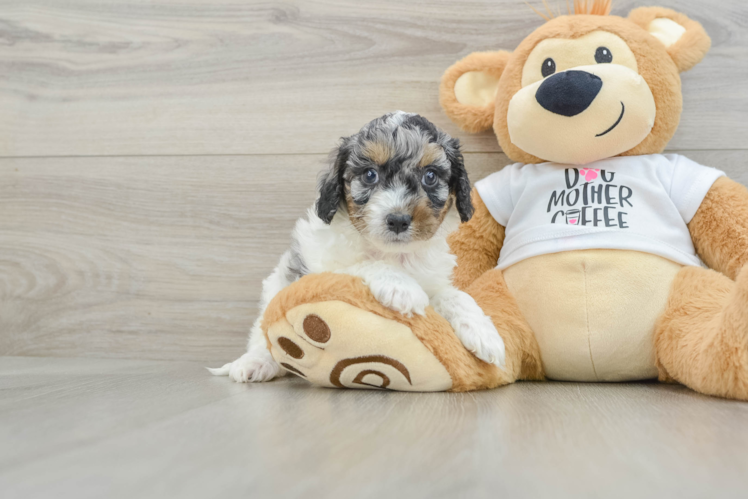 Petite Cockapoo Poodle Mix Pup