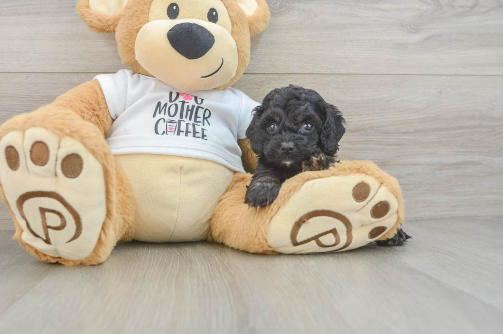 5 week old Cockapoo Puppy For Sale - Premier Pups