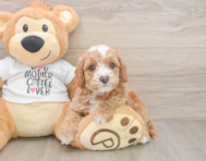 7 week old Cockapoo Puppy For Sale - Premier Pups
