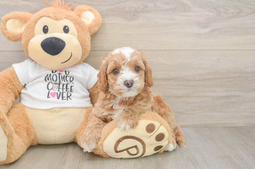 5 week old Cockapoo Puppy For Sale - Premier Pups