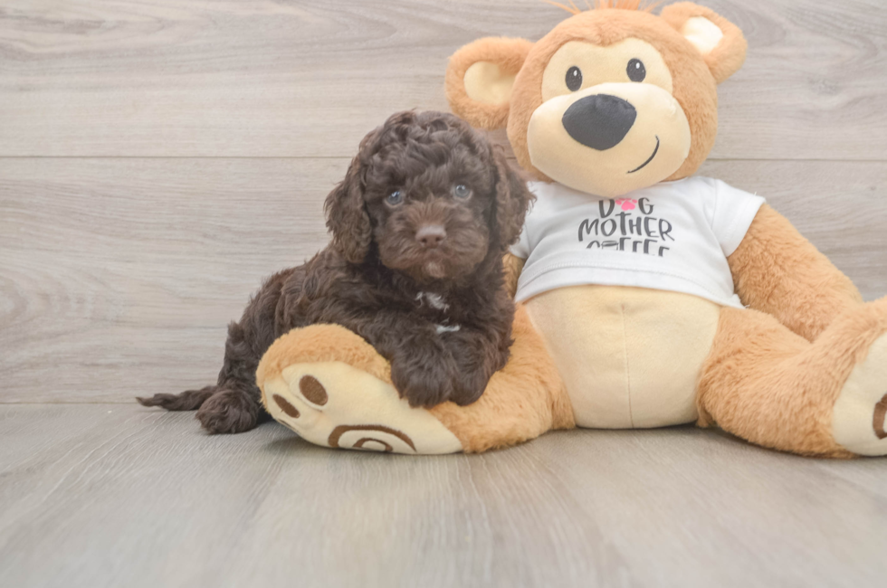 5 week old Cockapoo Puppy For Sale - Premier Pups