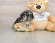 6 week old Cockapoo Puppy For Sale - Premier Pups