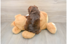 Small Cockapoo Baby