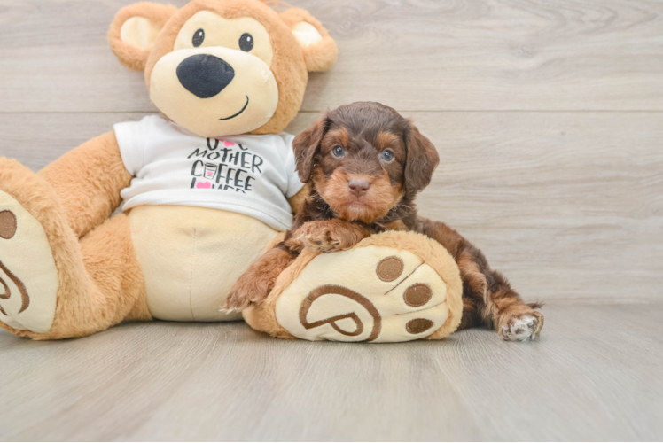 Sweet Cockapoo Baby