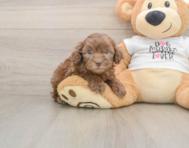 6 week old Cockapoo Puppy For Sale - Premier Pups