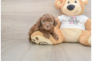 Petite Cockapoo Poodle Mix Pup
