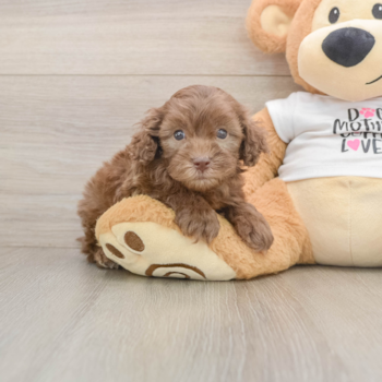 Petite Cockapoo Poodle Mix Pup