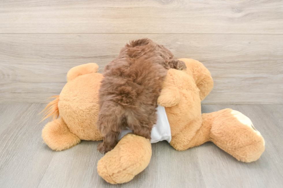 Cockapoo Puppy for Adoption