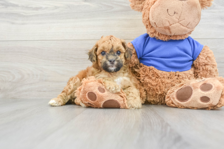 Funny Cockapoo Poodle Mix Pup