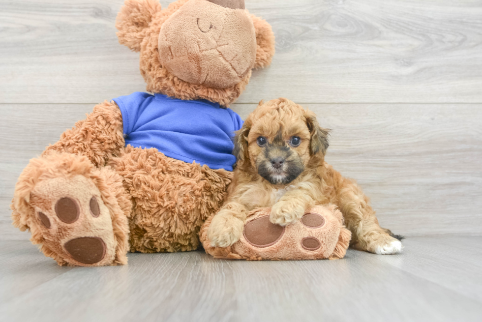 Smart Cockapoo Poodle Mix Pup