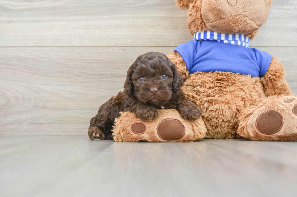 5 week old Cockapoo Puppy For Sale - Premier Pups