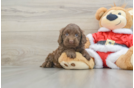 Playful Cocker Doodle Poodle Mix Puppy