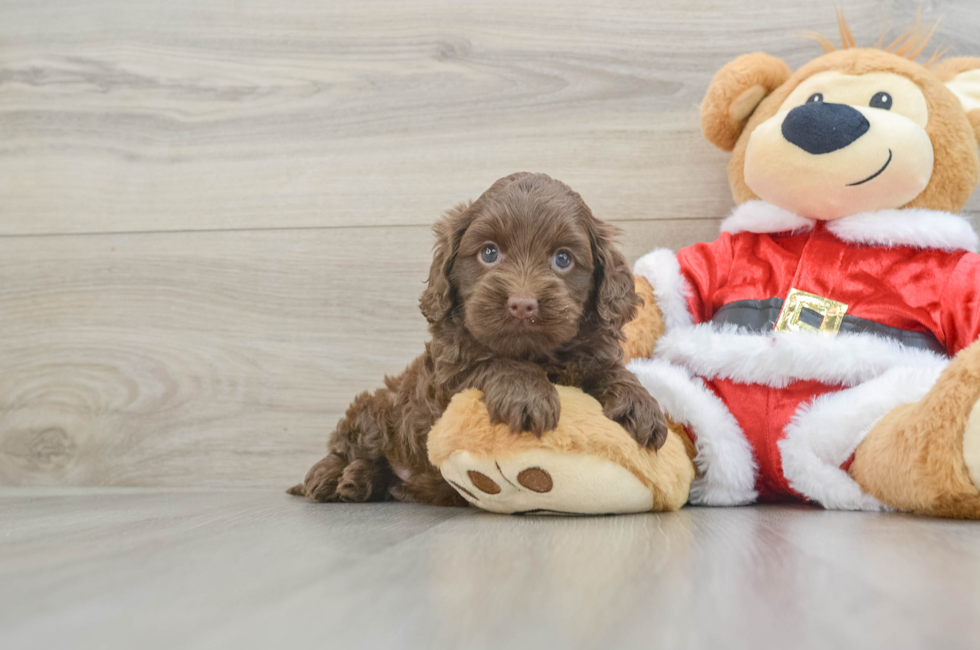 5 week old Cockapoo Puppy For Sale - Premier Pups