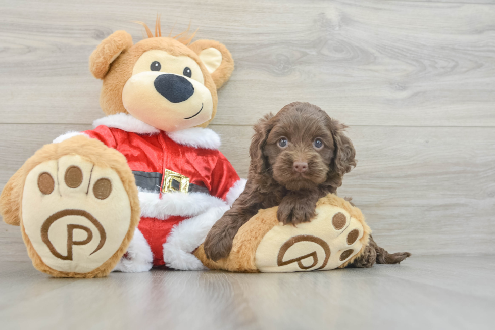 Smart Cockapoo Poodle Mix Pup