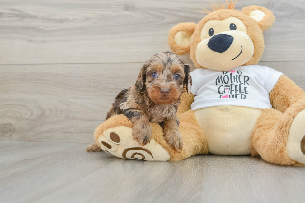 Cockapoo Pup Being Cute