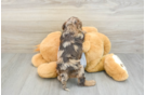 Adorable Cocker Doodle Poodle Mix Puppy