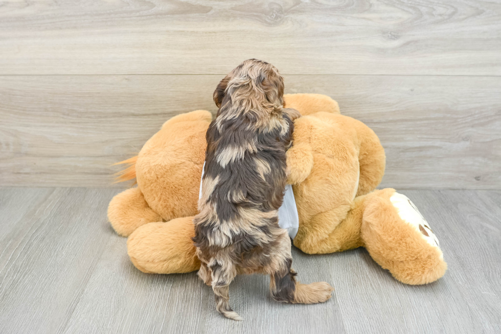 Adorable Cocker Doodle Poodle Mix Puppy