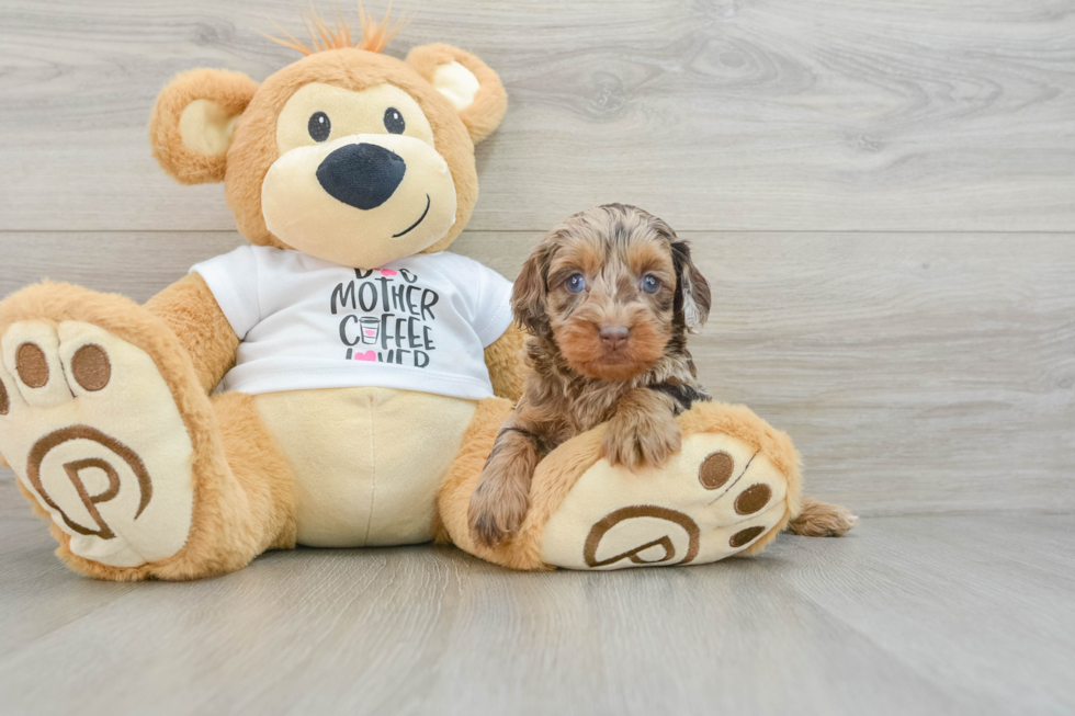 Cockapoo Pup Being Cute