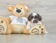 8 week old Cockapoo Puppy For Sale - Premier Pups