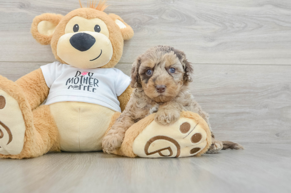 5 week old Cockapoo Puppy For Sale - Premier Pups