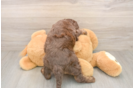Cockapoo Puppy for Adoption