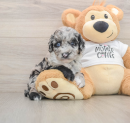 5 week old Cockapoo Puppy For Sale - Premier Pups