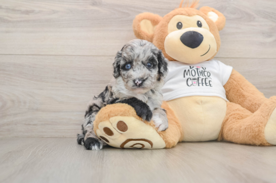 Best Cockapoo Baby