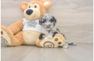 Cockapoo Pup Being Cute