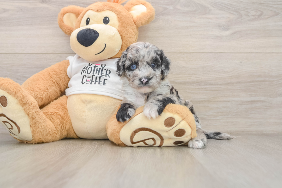 Cockapoo Pup Being Cute