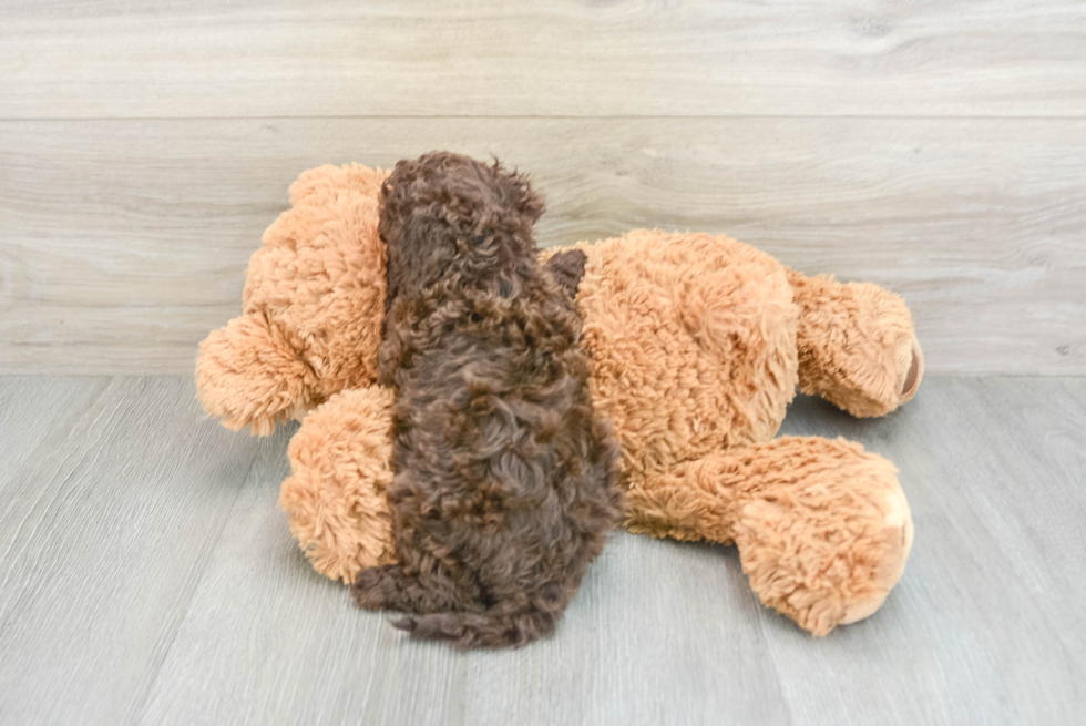 Fluffy Cockapoo Poodle Mix Pup