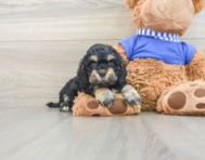 5 week old Cockapoo Puppy For Sale - Premier Pups