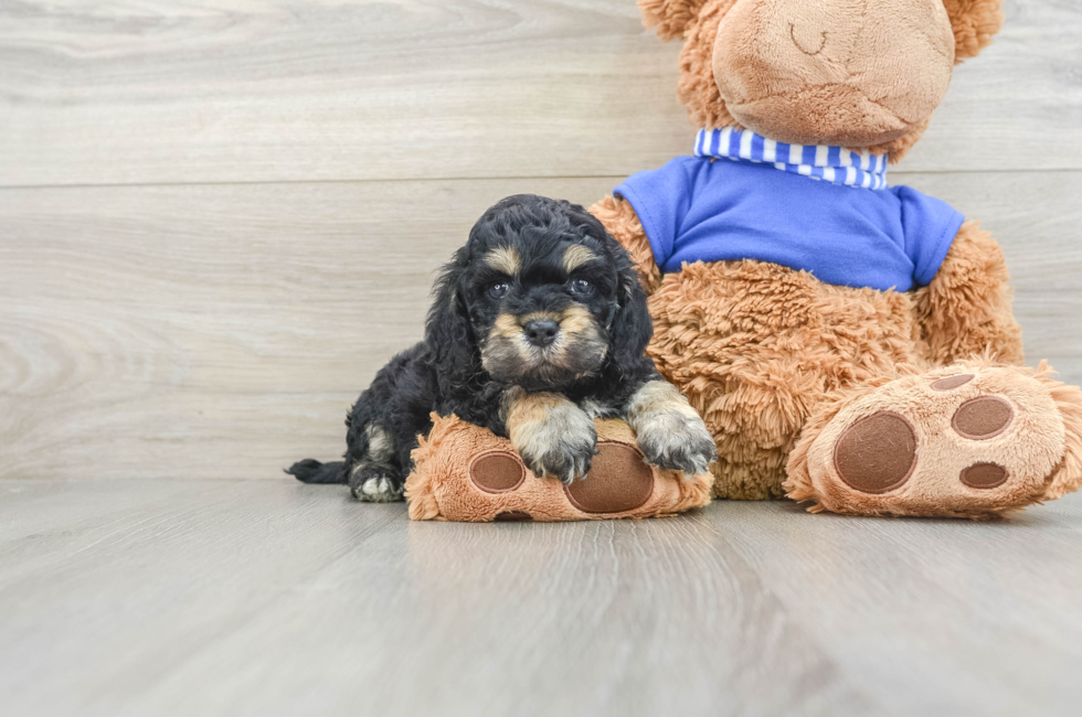 5 week old Cockapoo Puppy For Sale - Premier Pups