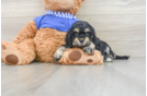 Cockapoo Puppy for Adoption