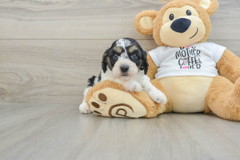 Little Cocker Doodle Poodle Mix Puppy