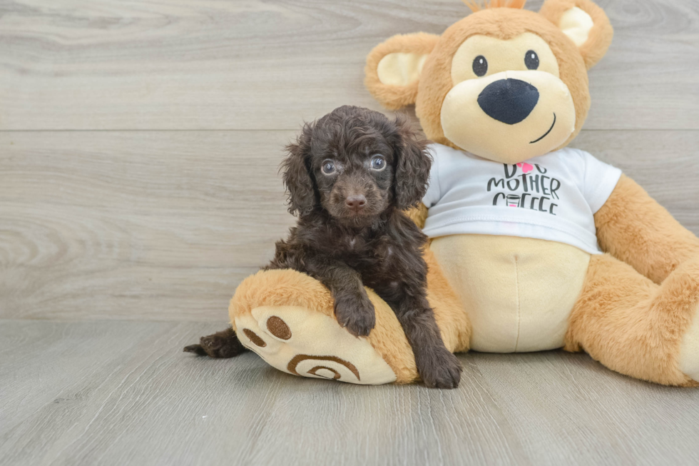 Happy Cockapoo Baby