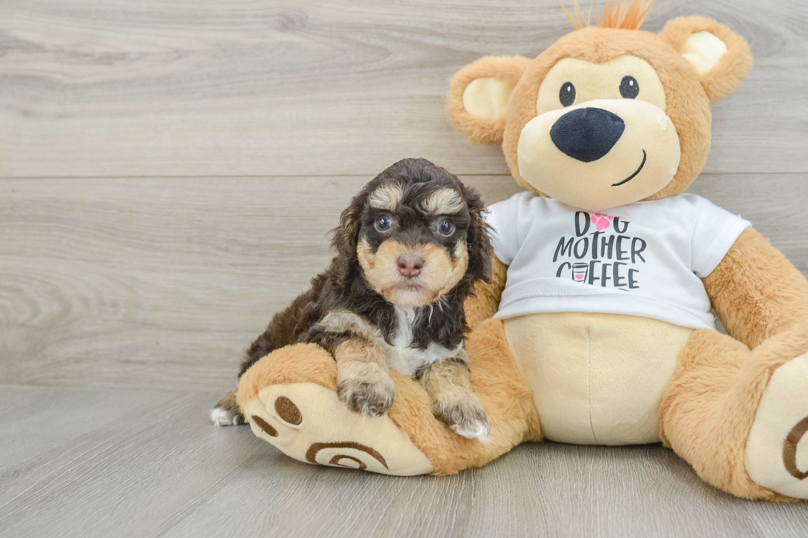 Friendly Cockapoo Baby