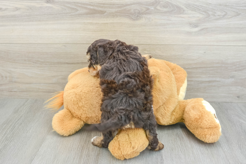 Meet Buckaroo - our Cockapoo Puppy Photo 2/3 - Premier Pups