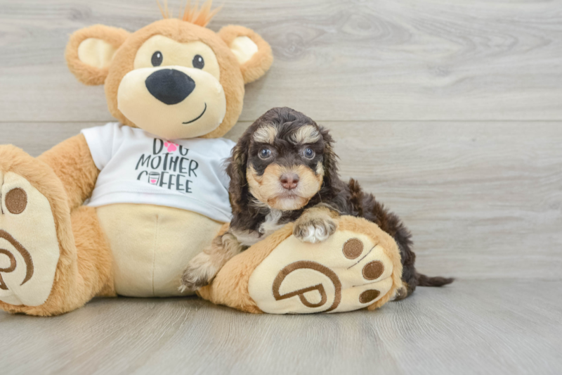 Meet Buckaroo - our Cockapoo Puppy Photo 3/3 - Premier Pups