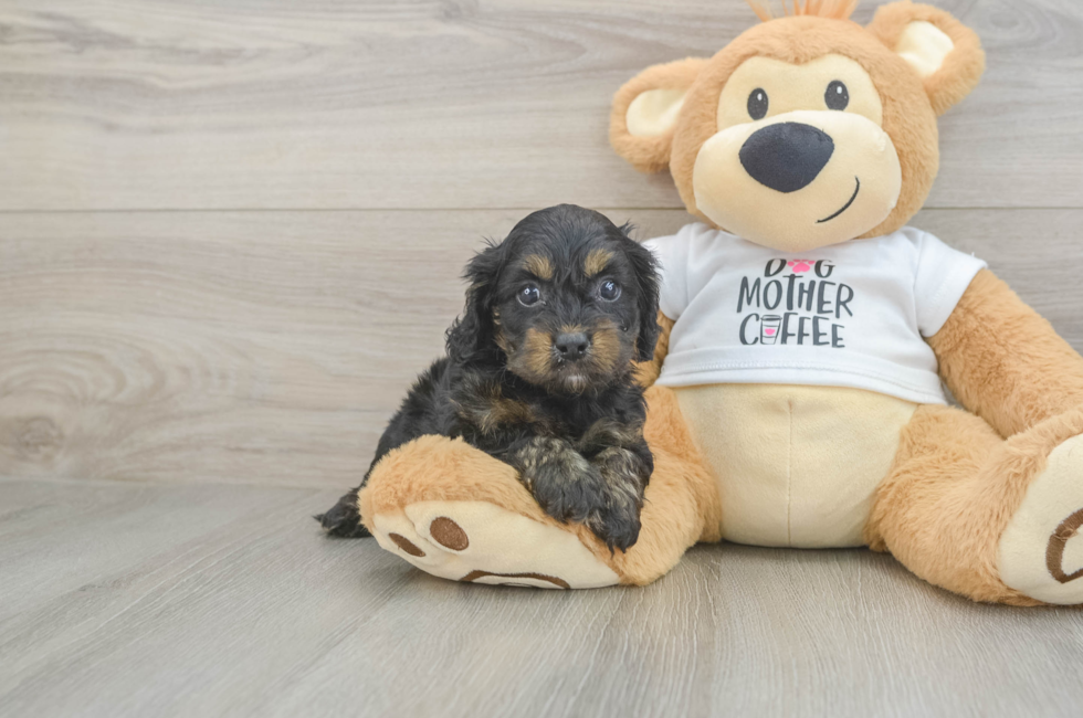 5 week old Cockapoo Puppy For Sale - Premier Pups