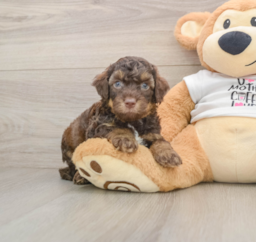 8 week old Cockapoo Puppy For Sale - Premier Pups