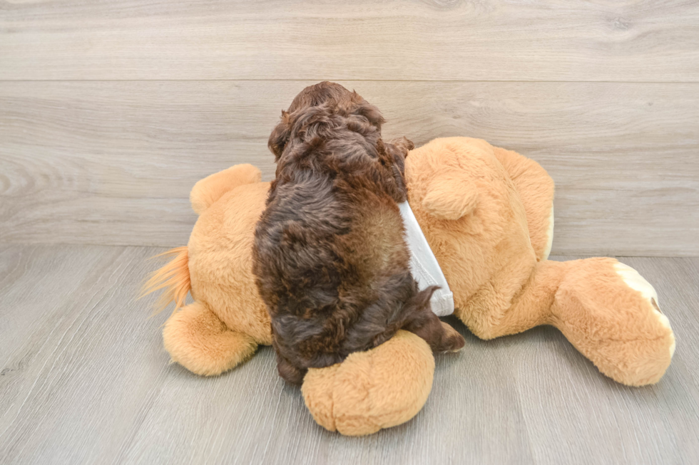 Smart Cockapoo Poodle Mix Pup