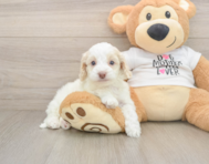 6 week old Cockapoo Puppy For Sale - Premier Pups