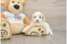 Cockapoo Puppy for Adoption