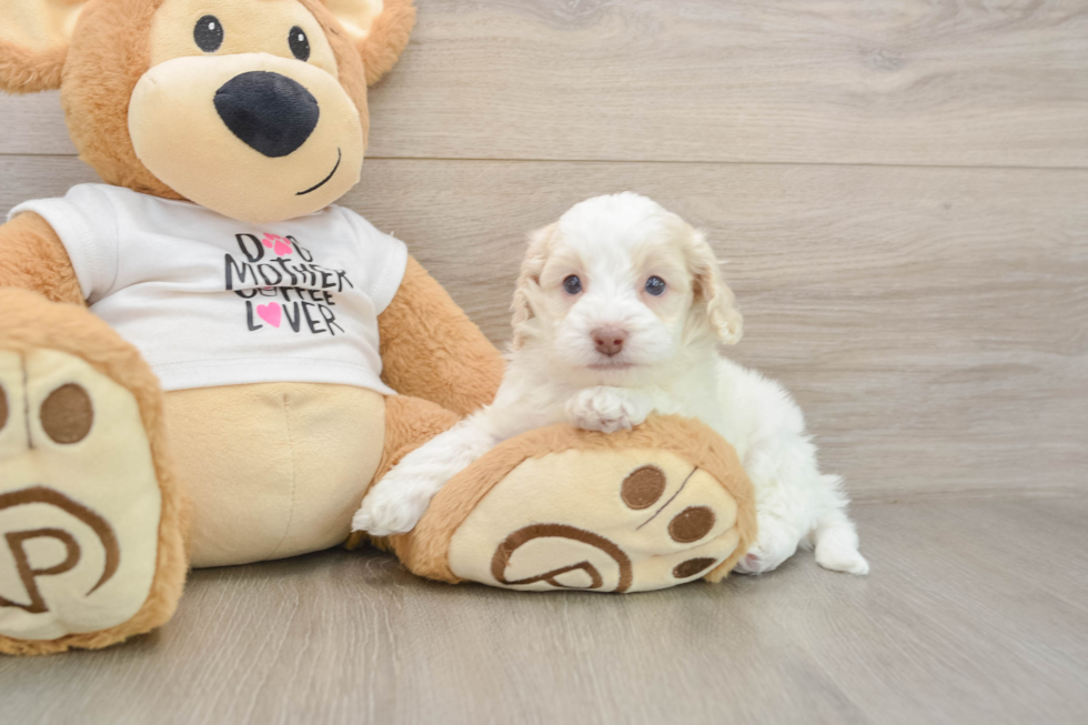 Cockapoo Puppy for Adoption