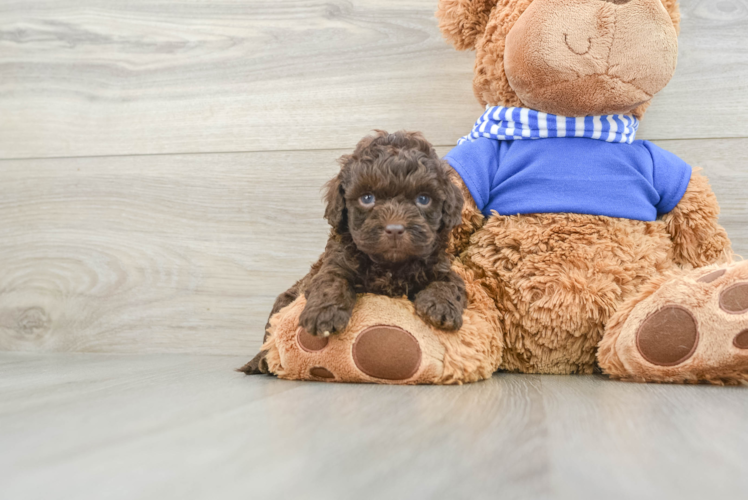 Little Cocker Doodle Poodle Mix Puppy