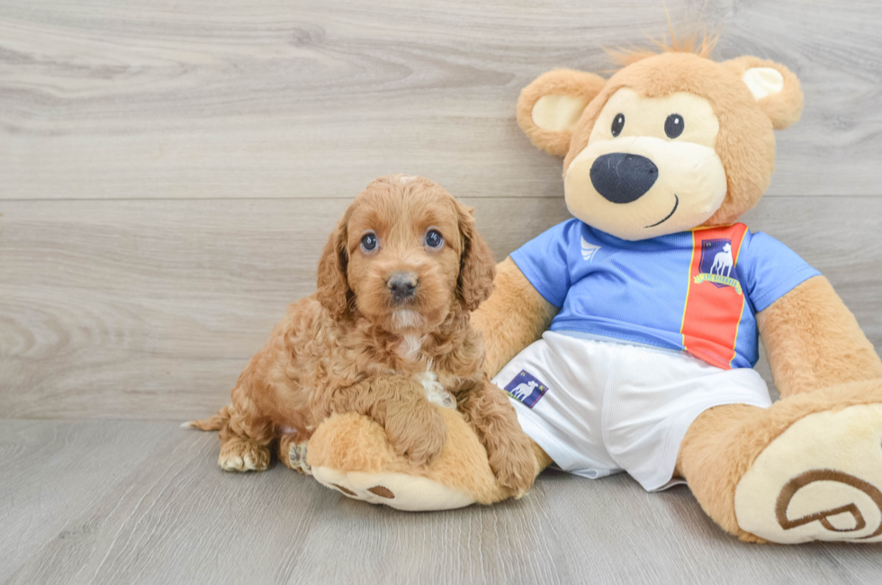 5 week old Cockapoo Puppy For Sale - Premier Pups